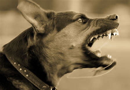 dogs-home-comportementchien-agressif